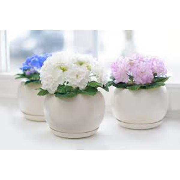 Комнатные растения Green Shop Лиственные Фиалка