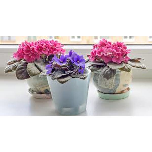 Комнатные растения Green Shop Лиственные Фиалка
