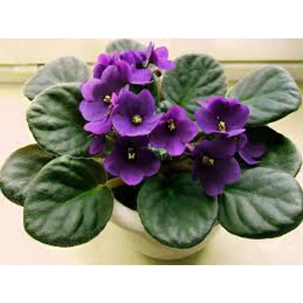 Комнатные растения Green Shop Лиственные Фиалка