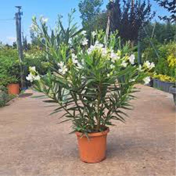 Уличные растения Green Shop Лиственные Олеандр