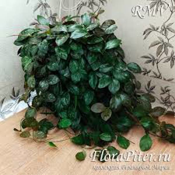 Комнатные растения Green Shop Хойя Хойя