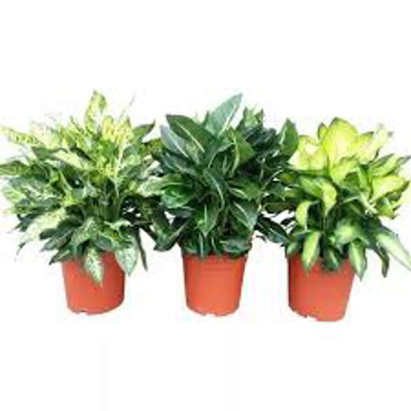 Комнатные растения Green Shop  Диффенбахия