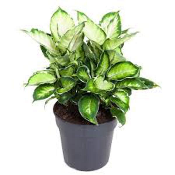 Комнатные растения Green Shop  Диффенбахия