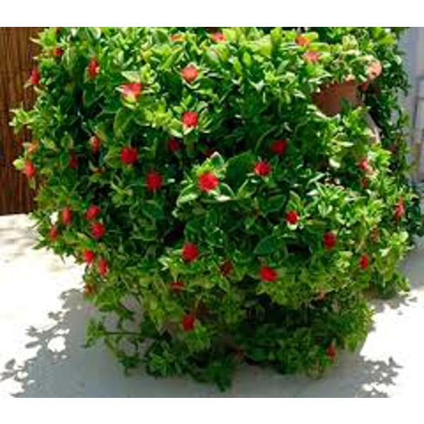 Комнатные растения Green Shop  Аптения