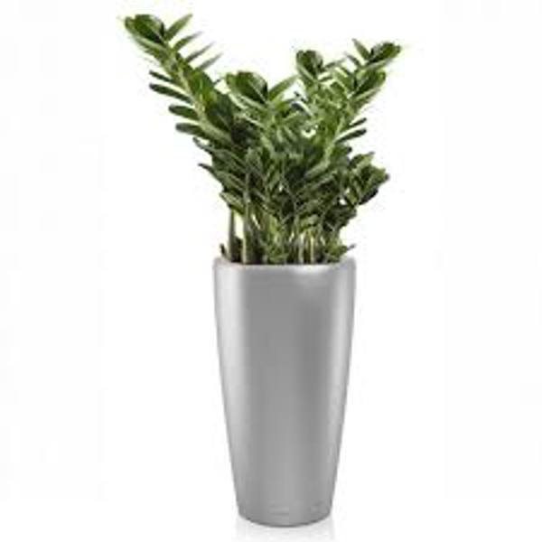 Комнатные растения Green Shop  Замиокулькас