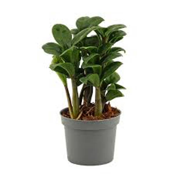 Комнатные растения Green Shop  Замиокулькас