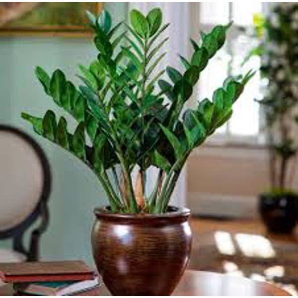 Комнатные растения Green Shop  Замиокулькас