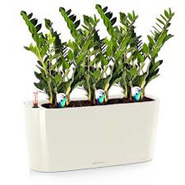 Комнатные растения Green Shop  Замиокулькас