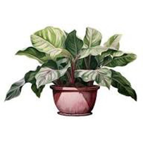 Комнатные растения Green Shop  Аглоонема