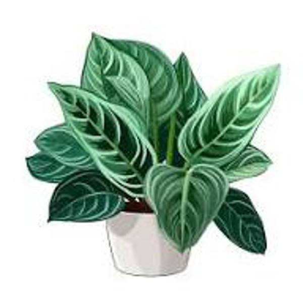 Комнатные растения Green Shop  Аглоонема