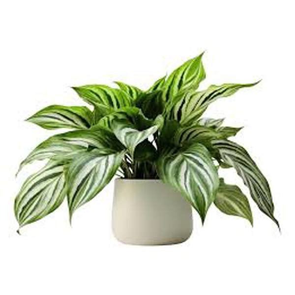Комнатные растения Green Shop  Аглоонема