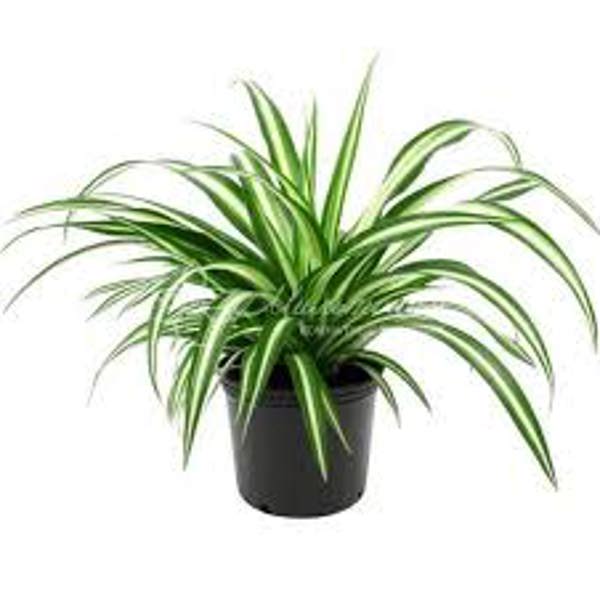Комнатные растения Green Shop  Зеленый