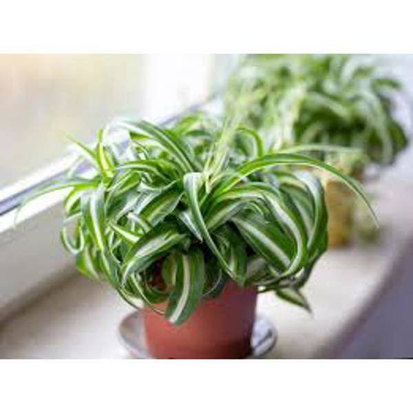 Комнатные растения Green Shop  Зеленый