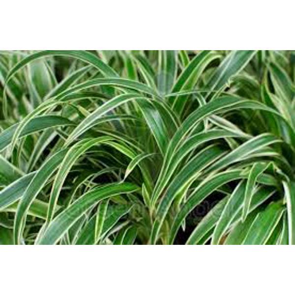 Комнатные растения Green Shop  Зеленый