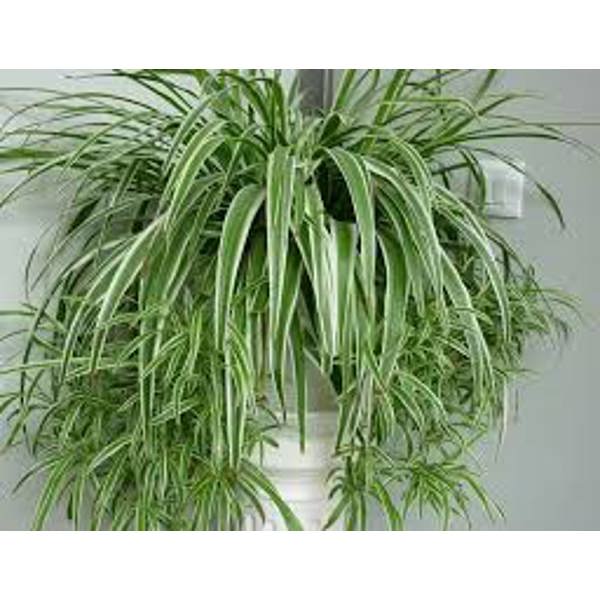 Комнатные растения Green Shop  Зеленый
