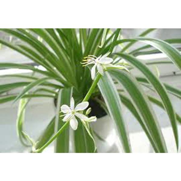 Комнатные растения Green Shop  Зеленый