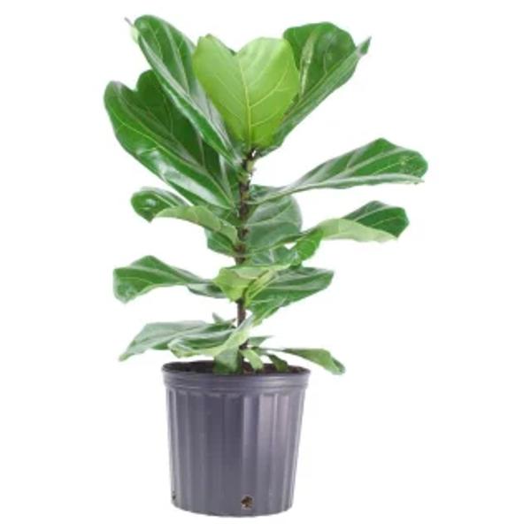 Комнатные растения Green Shop  Фикус