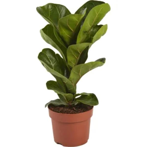 Комнатные растения Green Shop  Фикус