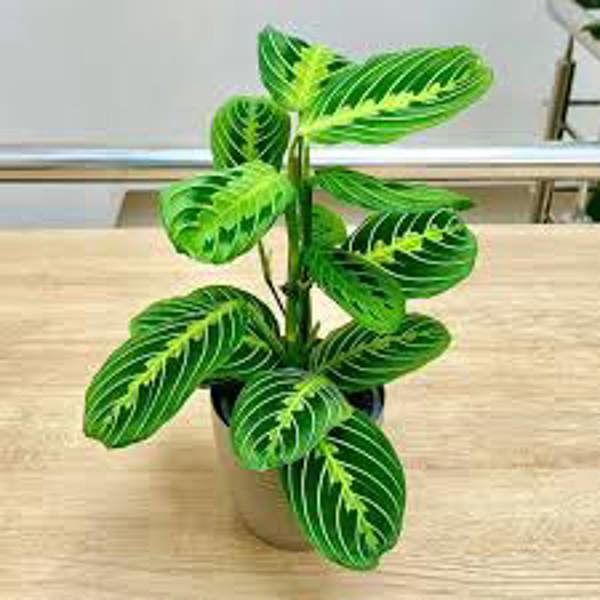 Комнатные растения Green Shop  Маранта