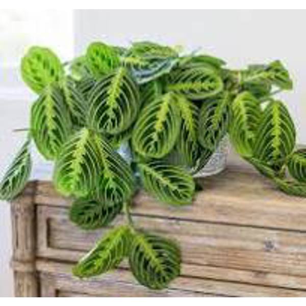 Комнатные растения Green Shop  Маранта
