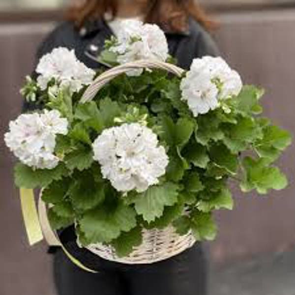 Комнатные растения Green Shop  Герань