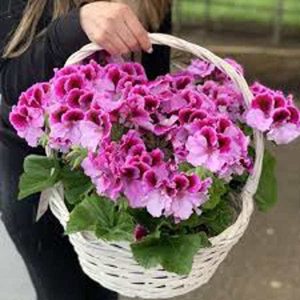 Комнатные растения Green Shop  Герань