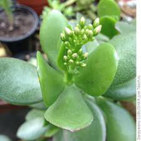 Комнатные растения Green Shop  Крассула