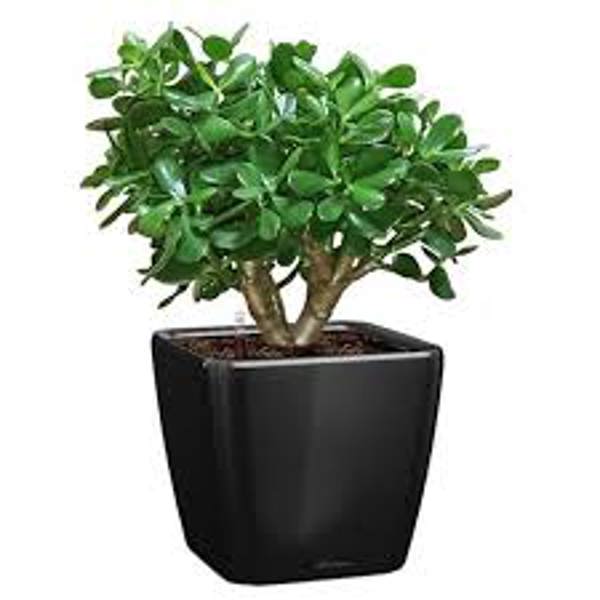 Комнатные растения Green Shop  Крассула