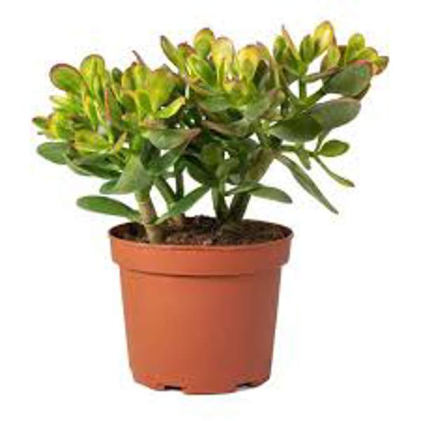 Комнатные растения Green Shop  Крассула