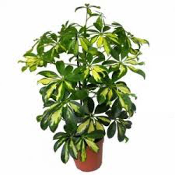Комнатные растения Green Shop  Шефлера