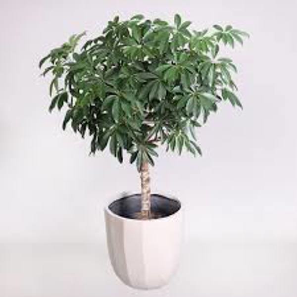 Комнатные растения Green Shop  Шефлера