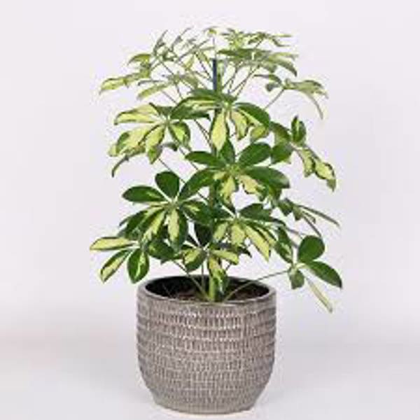 Комнатные растения Green Shop  Шефлера