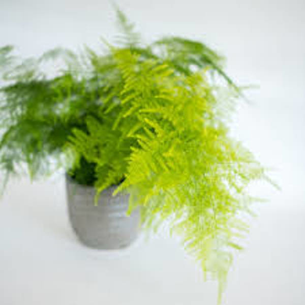 Комнатные растения Green Shop  Аспарагус