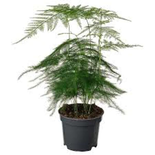 Комнатные растения Green Shop  Аспарагус