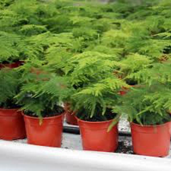 Комнатные растения Green Shop  Аспарагус