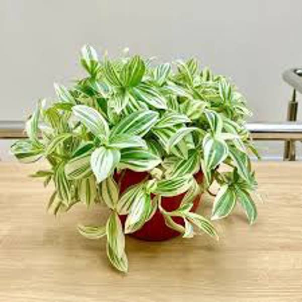 Комнатные растения Green Shop  Традесканция