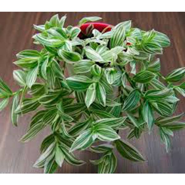 Комнатные растения Green Shop  Традесканция