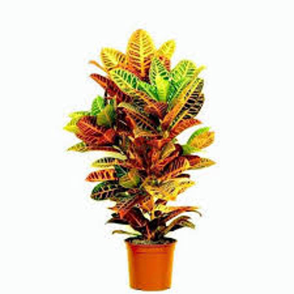 Комнатные растения Green Shop  Кротон