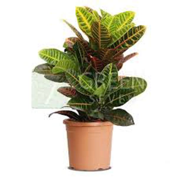 Комнатные растения Green Shop  Кротон