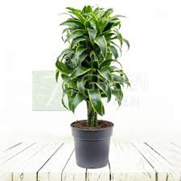 Комнатные растения Green Shop  Драцена