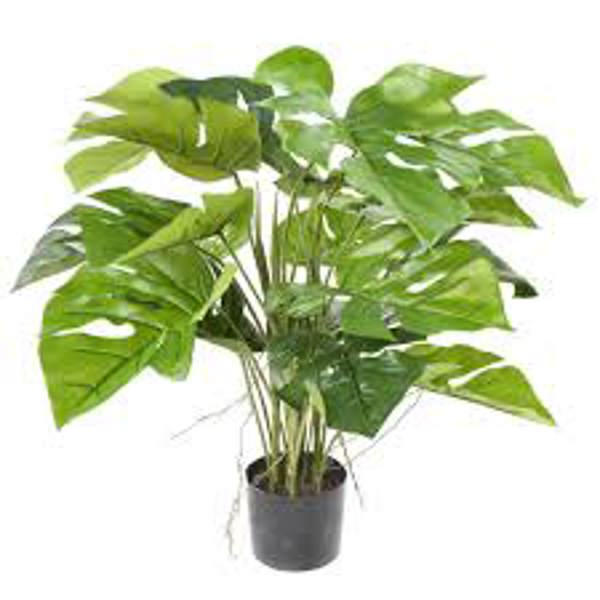 Комнатные растения Green Shop  Монстера