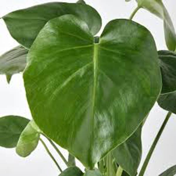 Комнатные растения Green Shop  Монстера