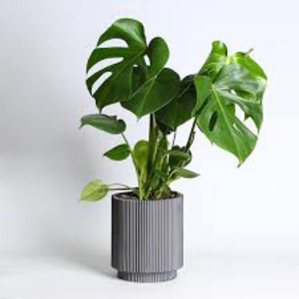 Комнатные растения Green Shop  Монстера