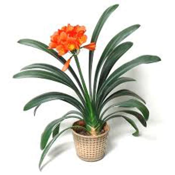 Комнатные растения Green Shop  Кливия