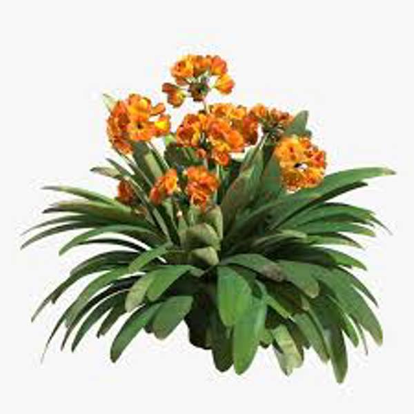 Комнатные растения Green Shop  Кливия