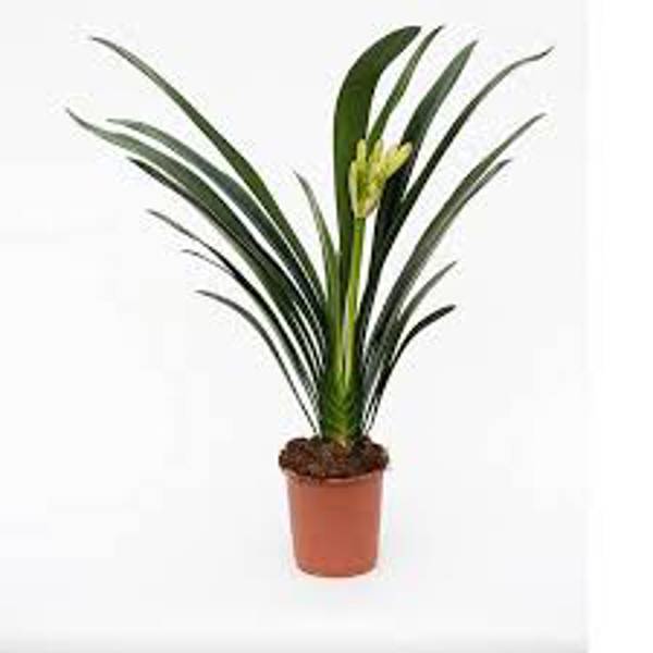 Комнатные растения Green Shop  Кливия