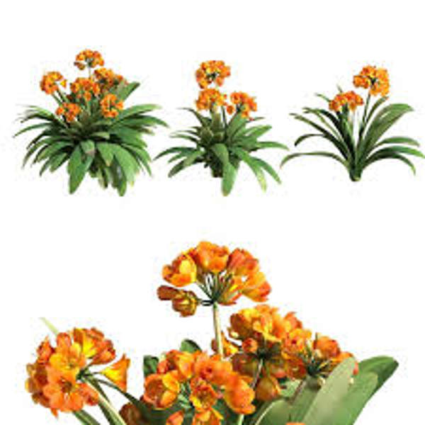 Комнатные растения Green Shop  Кливия