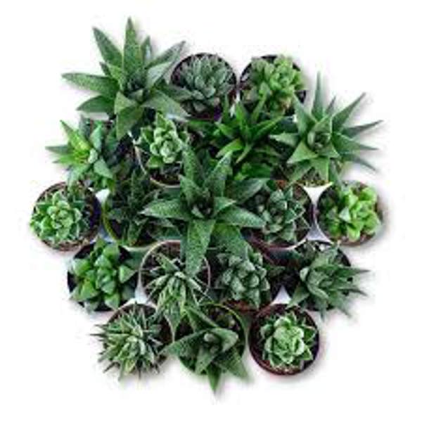 Комнатные растения Green Shop  Хавортия