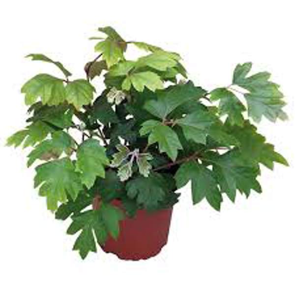 Комнатные растения Green Shop  Циссус