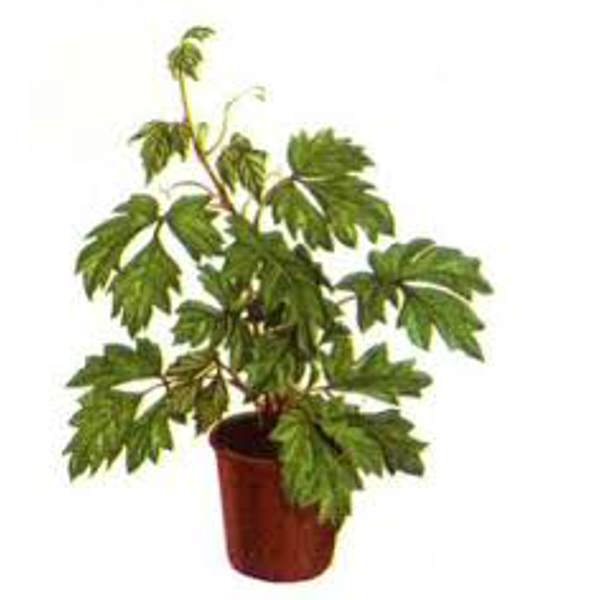 Комнатные растения Green Shop  Циссус